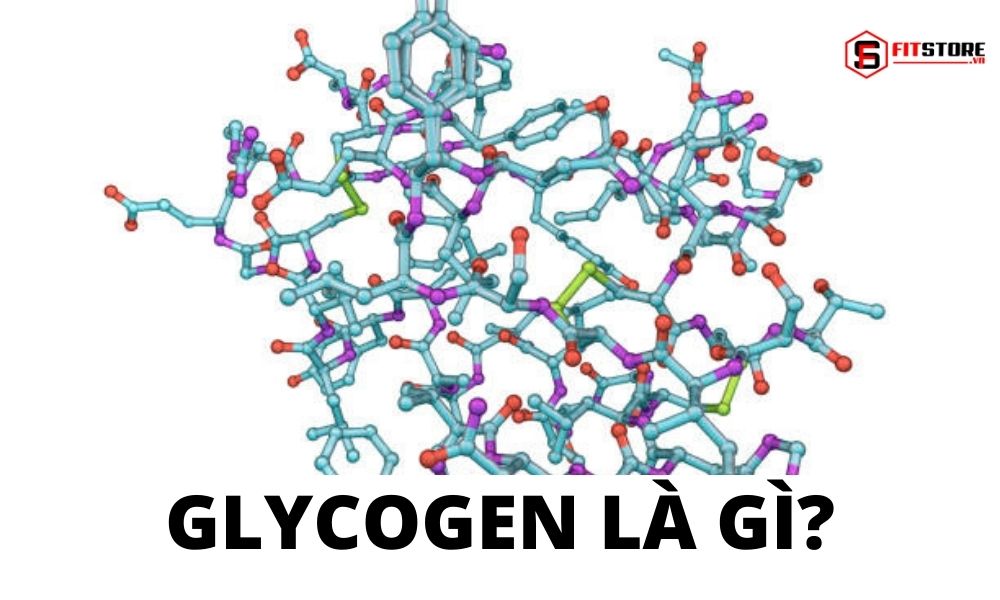Glycogen - Mối Quan Tâm Của Người Tập Thể Hình