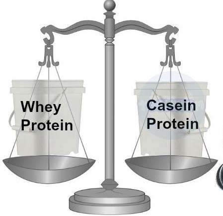 So sánh Whey protein và Casein protein Tất cả những gì bạn cần biết