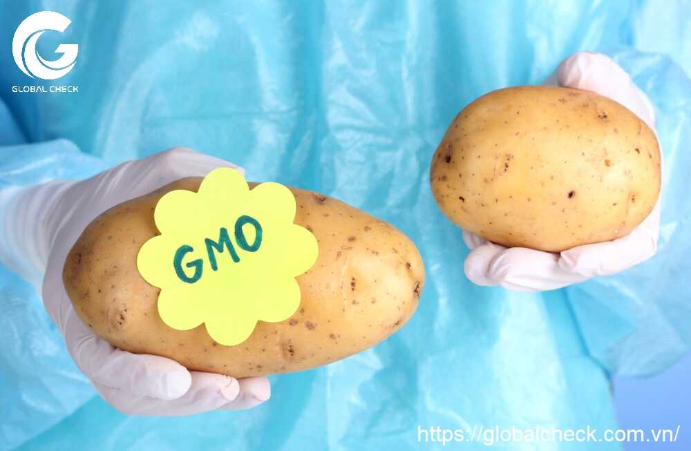Thực phẩm biến đổi gen có lợi hay có hại? Làm sao để nhận biết?