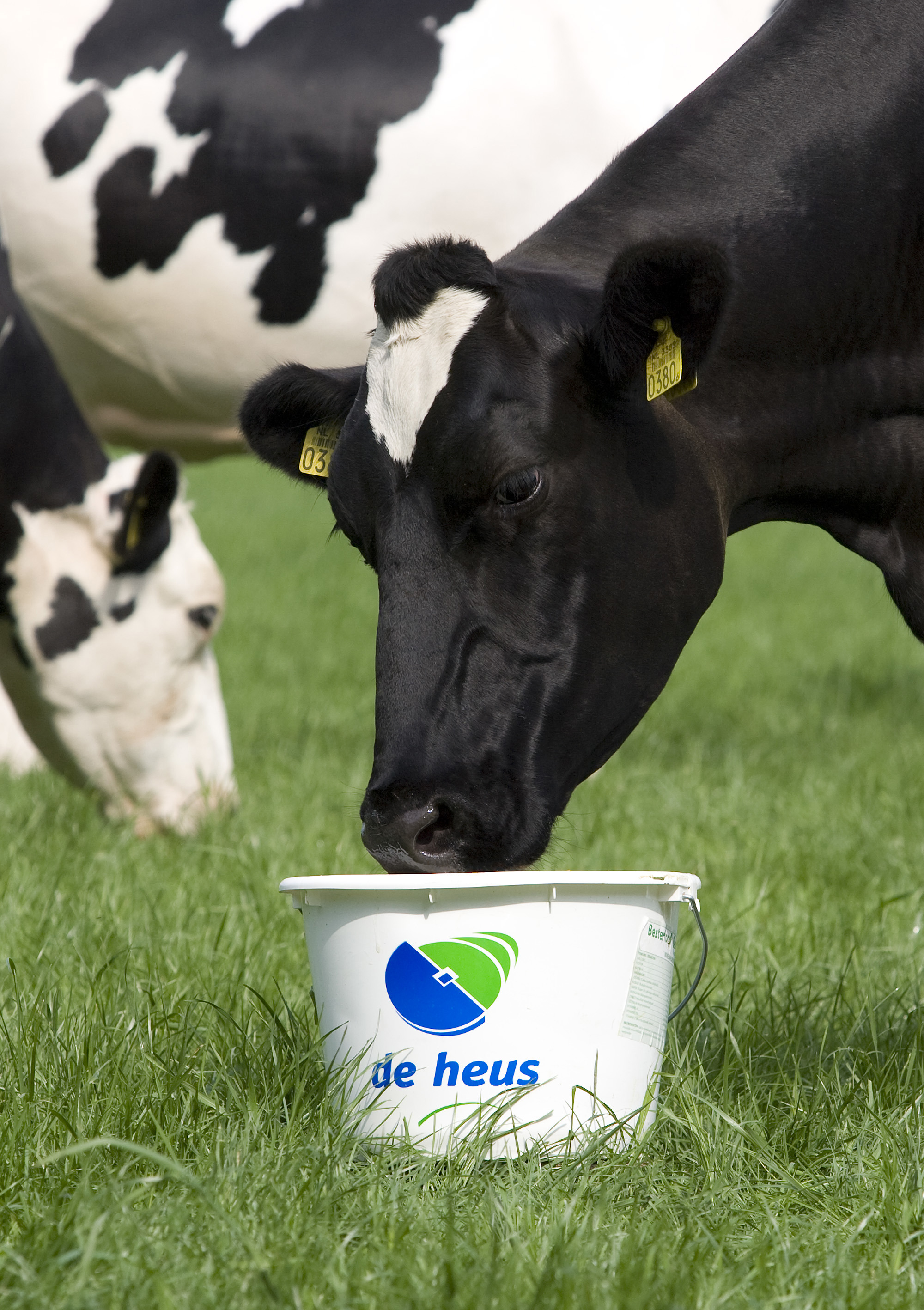 Uống sữa bò có tốt không? Những tác hại của sữa bò bạn cần biết