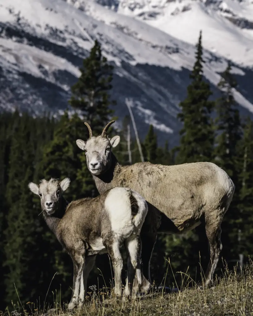 Bighorn Sheep - Banff National Park, AB, Canada - Copyright by MinhTan.net