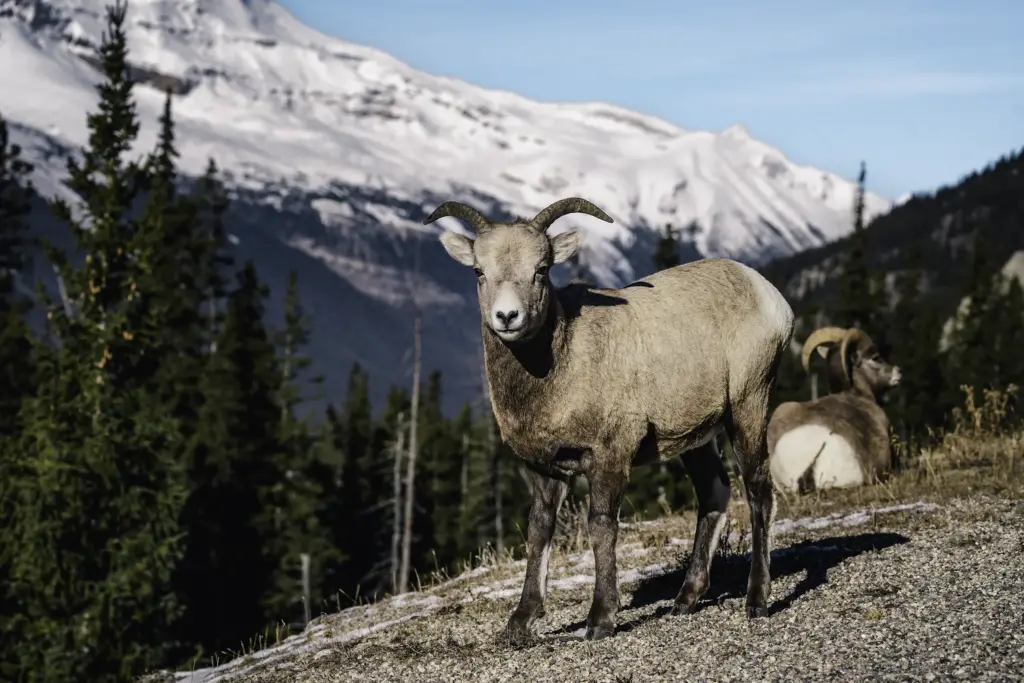 Bighorn Sheep - Banff National Park, AB, Canada - Copyright by MinhTan.net