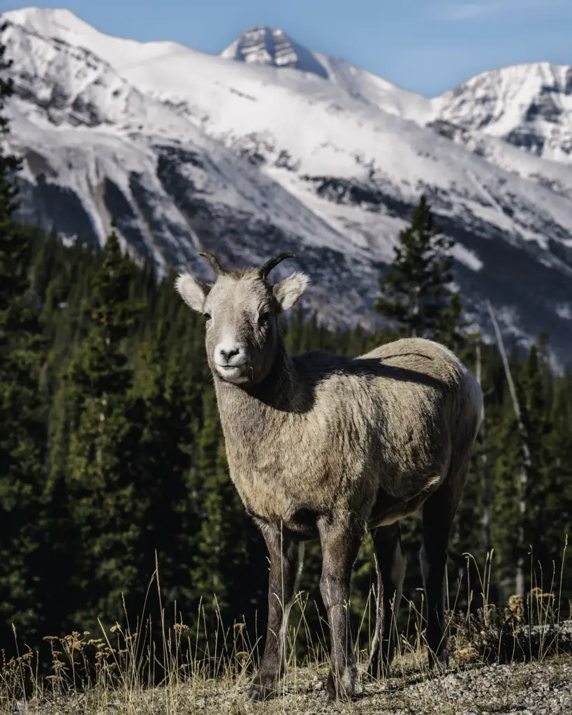 Bighorn Sheep - Banff National Park, AB, Canada - Copyright by MinhTan.net