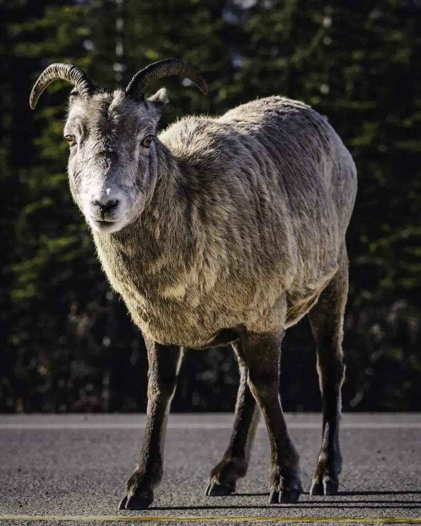 Bighorn Sheep - Banff National Park, AB, Canada - Copyright by MinhTan.net