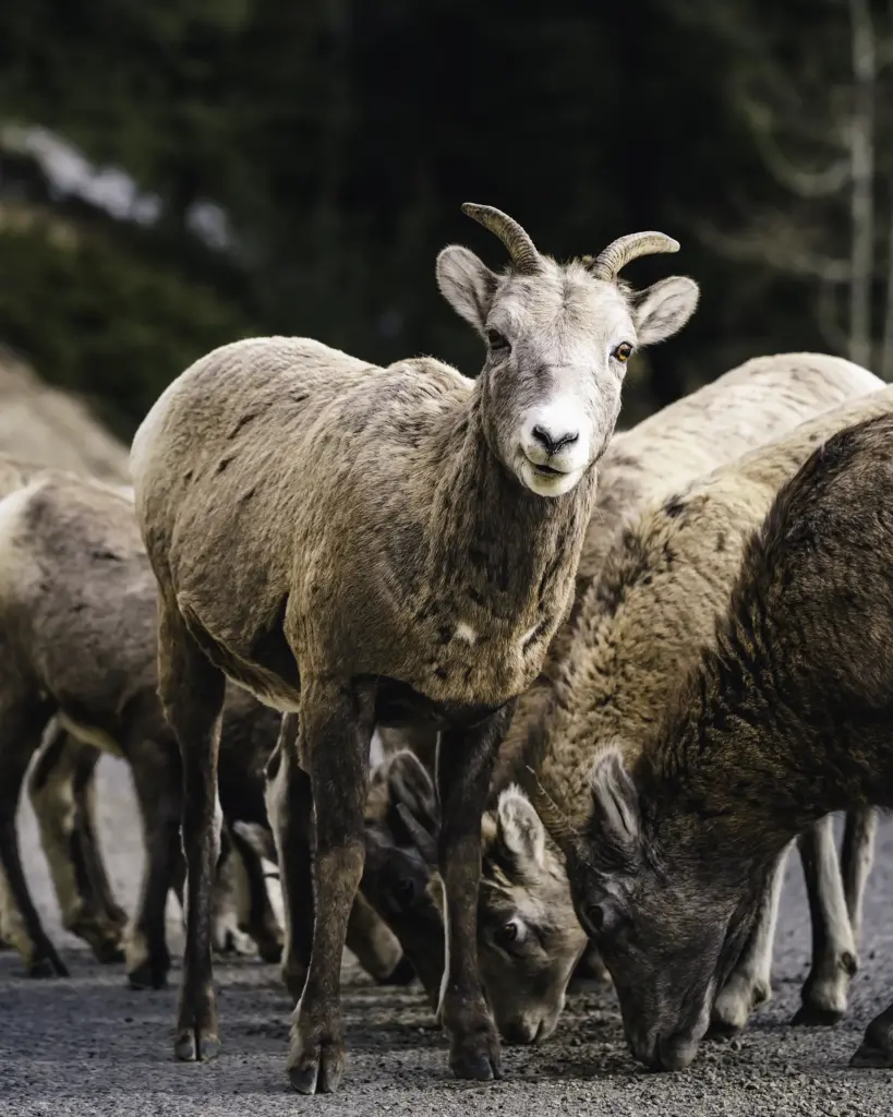 Bighorn Sheep - Banff National Park, AB, Canada - Copyright by MinhTan.net