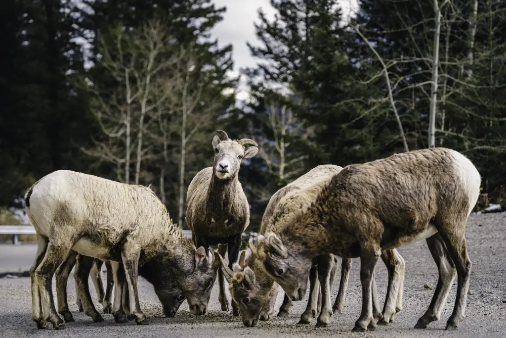 Bighorn Sheep - Banff National Park, AB, Canada - Copyright by MinhTan.net