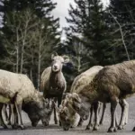 Bighorn Sheep - Banff National Park, AB, Canada - Copyright by MinhTan.net