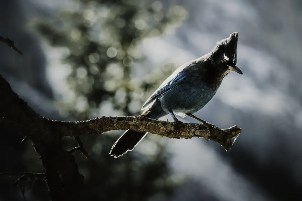 A blue jay - Banff National Park, AB, Canada - Copyright by MinhTan.net