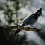 A blue jay - Banff National Park, AB, Canada - Copyright by MinhTan.net