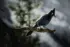 A blue jay - Banff National Park, AB, Canada - Copyright by MinhTan.net